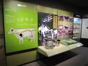 「酪農と乳の歴史館」乳牛説明コーナー