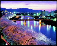 桜２
