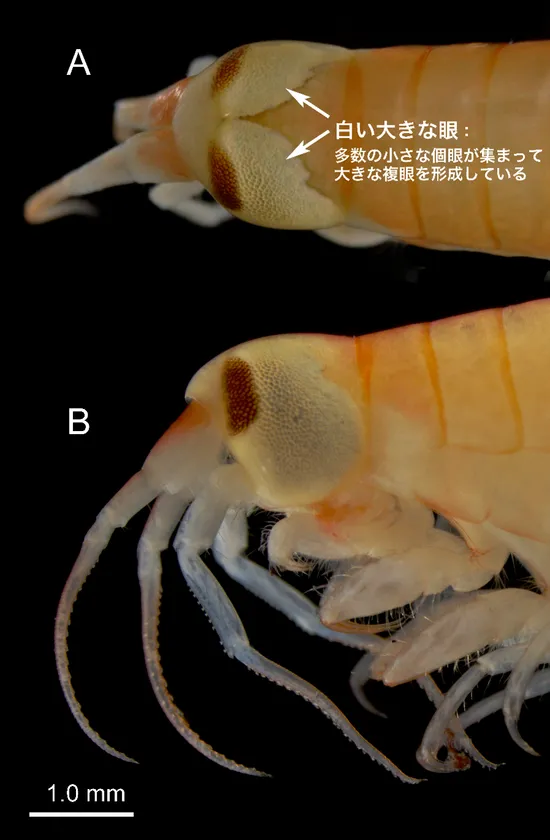 図2. オオメダマヨコエビの頭部(固定標本) A. 背面：巨大な左右の眼が背部で接している B. 側面：眼が頭部ほとんどを覆っている 出版社の許可を得て、当該論文から転載