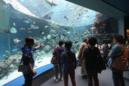 【AQUARIUM】海洋博公園・沖縄美ら海水族館