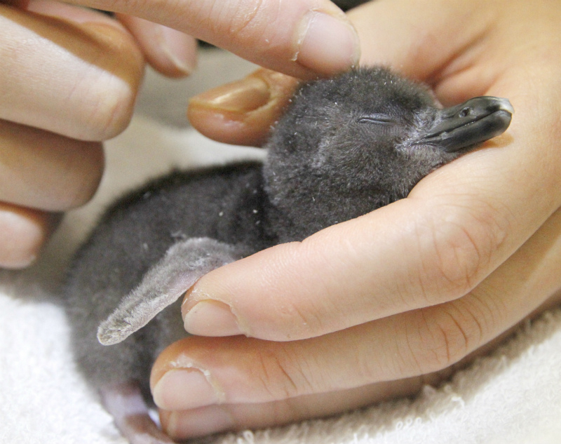 ペンギンの赤ちゃん