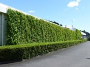 2014年に育成したグリーンカーテン（福島棚倉工場）