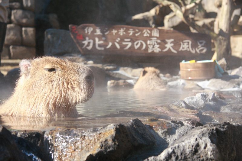伊豆シャボテン公園「元祖カピバラの露天風呂」11月21日～4月6日まで開催