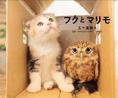 フクロウと猫のコンビ「フクとマリモ」や「飛び猫」の五十嵐健太 写真展「飛び猫　写真展」大阪で開催～日程：12月23日～1月5日　会場：近鉄百貨店 上本町店～