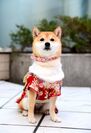 横浜ベイクォーター、ワンちゃんと一緒に楽しむイベント『BAY DOG FESTA』第10回マスコット犬コンテスト出場犬募集中！