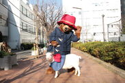 映画『パディントン』×宇田川カフェSuite　コラボ企画紳士すぎるクマが渋谷のカフェで接客バイトに初挑戦！？
