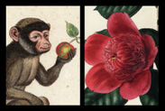 日本最大規模のアンティーク版画展示・販売会『ボタニカル・博物画展 絶滅危惧の猿たちと幻の椿』3月21日～銀座にて開催