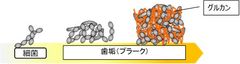 当社独自の歯垢分散成分「TDS」を新配合　予防歯科の3つのポイント「歯垢を落とす」「フッ素を残す」「菌を増やさない」を1本で実現　予防歯科のためのトータルケアハミガキ『クリニカアドバンテージ ハミガキ』改良新発売