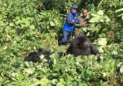 マウンテンゴリラに遭遇した濱田