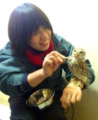 新しいアイドルが仲間入り！！15cmの小さなコキンメフクロウが3月19日(土)より滋賀農業公園 ブルーメの丘にてデビュー！！