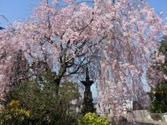 千葉・圓明院で「花まつり」3月20日～4月10日開催　期間中「秘仏一願聖天」ご開帳特別護摩祈祷を奉修