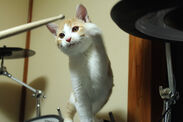 V系ロック男子×子猫「煉と虎徹」、都内で写真展開催　発売前に重版決定した人気猫の初写真集を記念