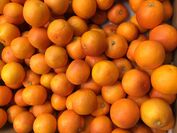 松浦さんのタロッコオレンジ