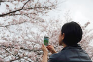 スマホでお花見！「ちずぶらり×ウォーカープラス -京都の桜マップ-」手描きの美しい京都・桜鳥瞰図を、スマホで簡単に！京都の桜名所情報が満載！