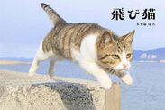 大ヒット「飛び猫」「フクとマリモ」の五十嵐健太ネコ写真展の全国巡回展が鹿児島でスタート