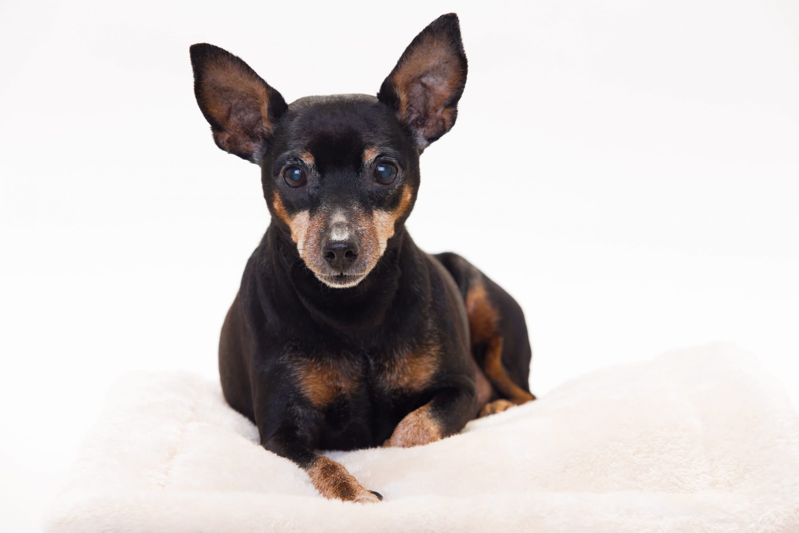 お手入れのしやすい犬は、抜け毛が少なく短毛