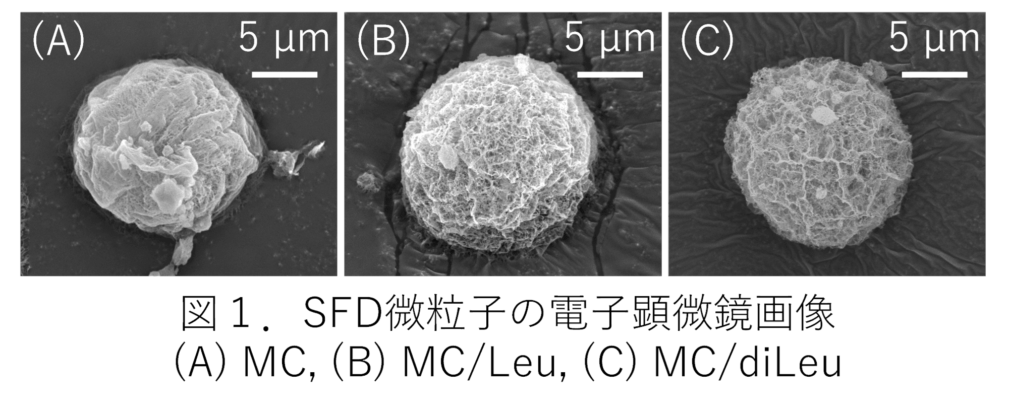 【名城大学】肺に効率的に届けて長く留まる機能性吸入粉末薬を設計