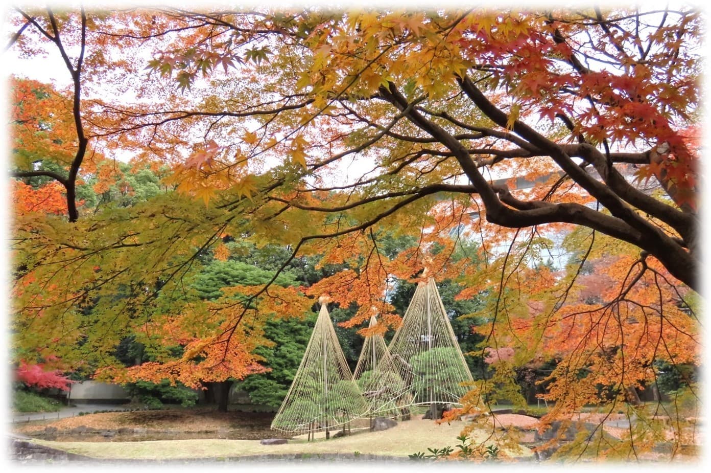 都立９庭園で最大級の紅葉を満喫！ 小石川後楽園「深山紅葉を楽しむ」を11/22(土)から開催
