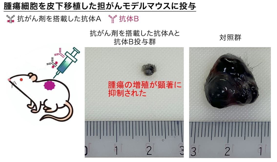 がん細胞に薬剤を高効率に取り込ませる新たな手法を発見　抗がん剤を効果的に送り込む「薬物送達ベクター」の開発応用に期待
