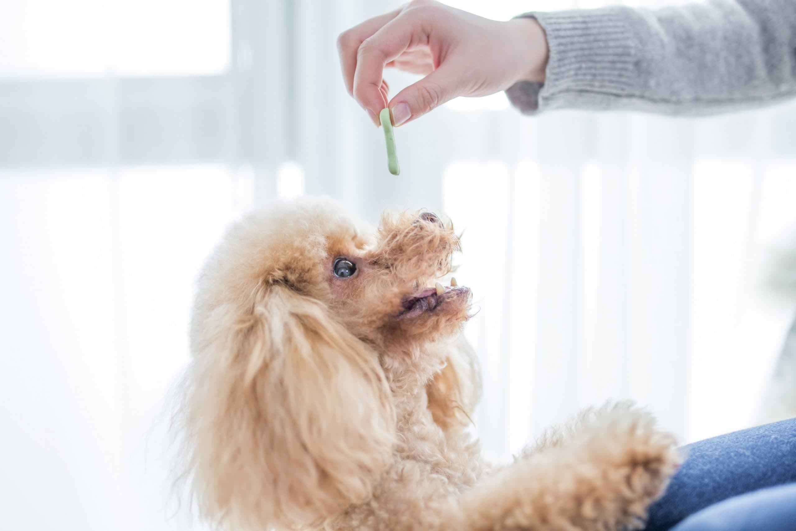 愛犬におやつをあげてはいけないタイミングとは？