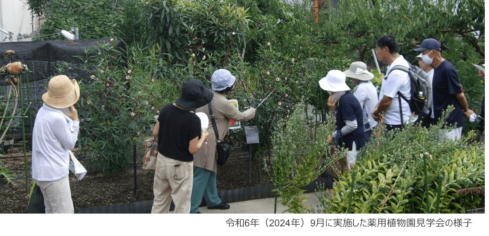 近畿大学薬学部薬用植物園で「朝の植物園散歩　2025」を開催　猛暑を避けた朝の時間帯に、日中では見られない植物を観察