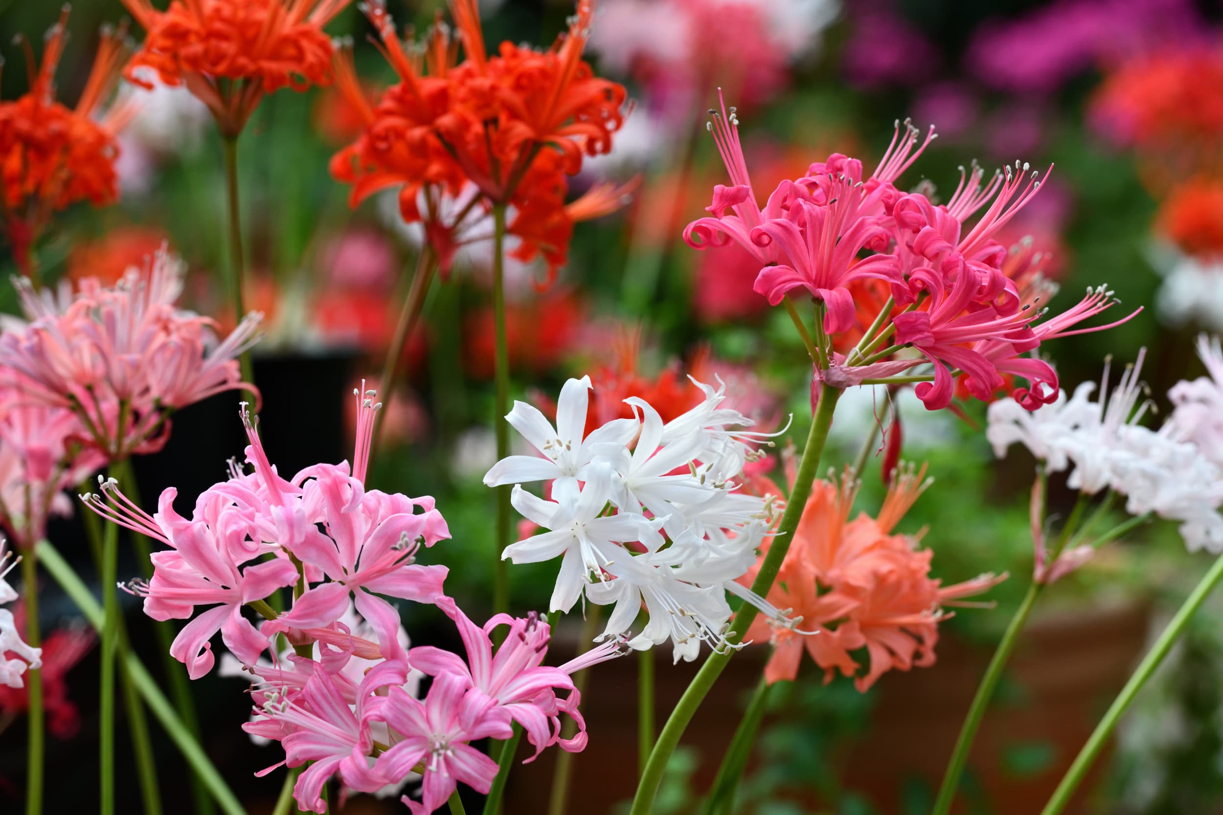 晩秋に輝く花の宝石「ダイヤモンドリリー」展 【加茂荘花鳥園・静岡県掛川市】