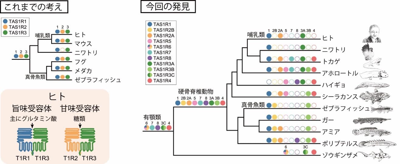 脊椎動物が極めて多様な味覚を持つことを発見　旨味と甘味の味覚の起源に迫る