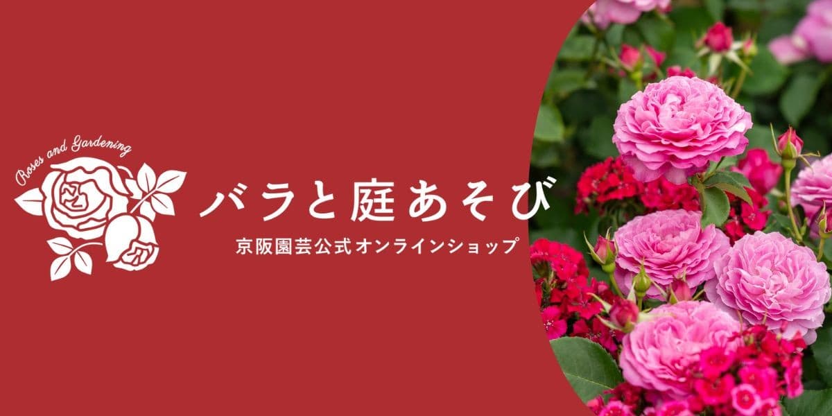 「バラの専門通販サイト『バラと庭あそび』がオープン！」 ～リニューアルオープンセールやバラ苗販売も～