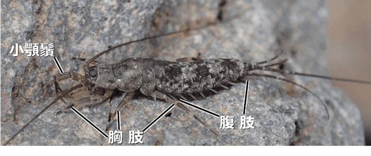 【名城大学】原始的な昆虫、イシノミ目で“交尾器の結合”を初確認！ 昆虫の交尾進化を読み解く重要な手がかりを発見