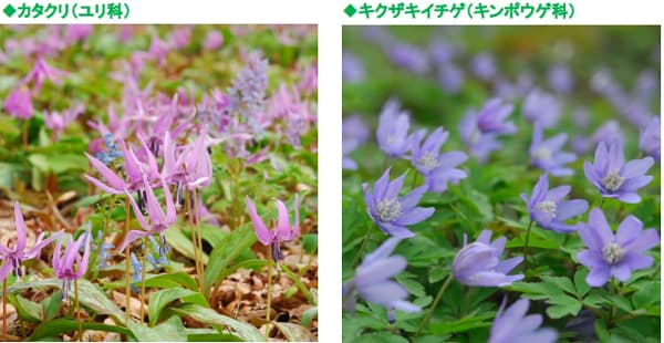 六甲高山植物園～春の妖精～ 「カタクリ、キクザキイチゲ」の群落が見頃です！