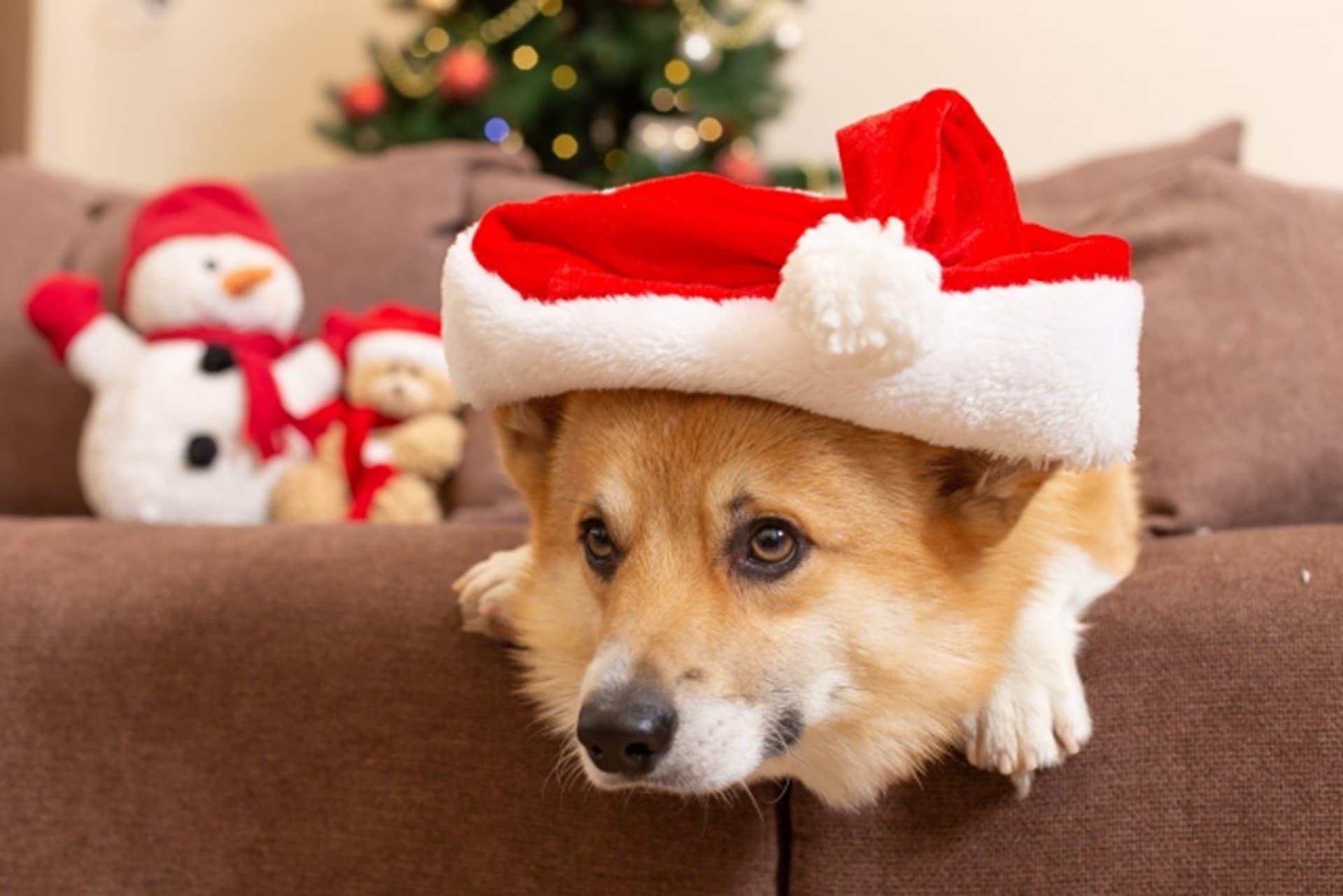 クリスマスは愛犬と一緒にほっこり旅！長野・蓼科の愛犬宿にて3大特典付クリスマスプラン販売｜～2025年12月25日