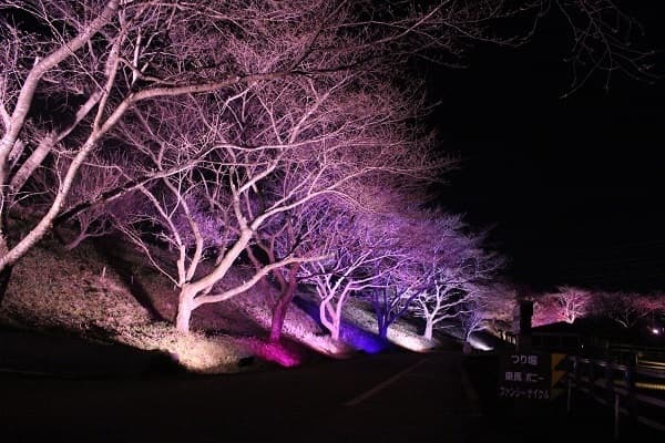 千葉県「成田ゆめ牧場」で4月1日・2日・3日に 夜桜ライトアップイベント開催