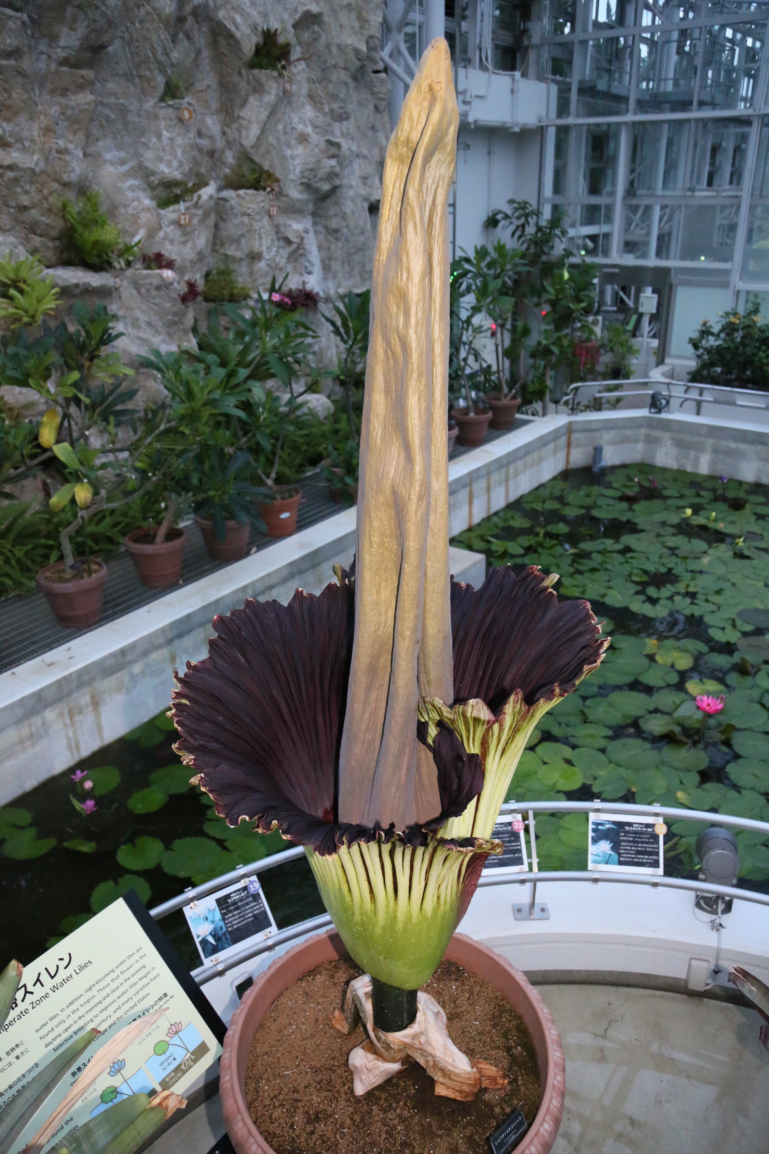 神代植物公園「ショクダイオオコンニャク」が開花間近！夜間公開及び臨時開園のお知らせ