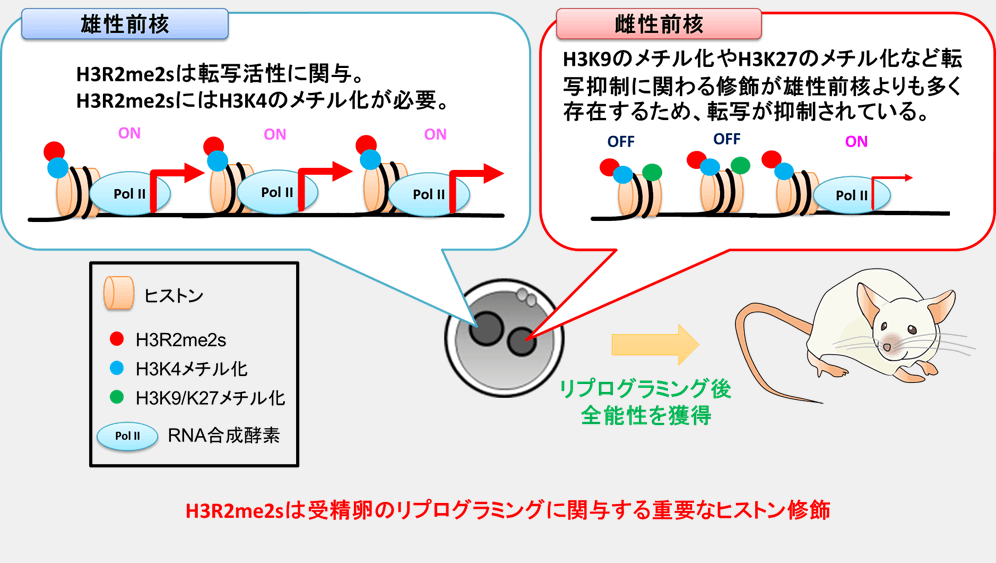 受精卵の発生に重要な因子を発見　―ヒストンのアルギニンジメチル化が重要―