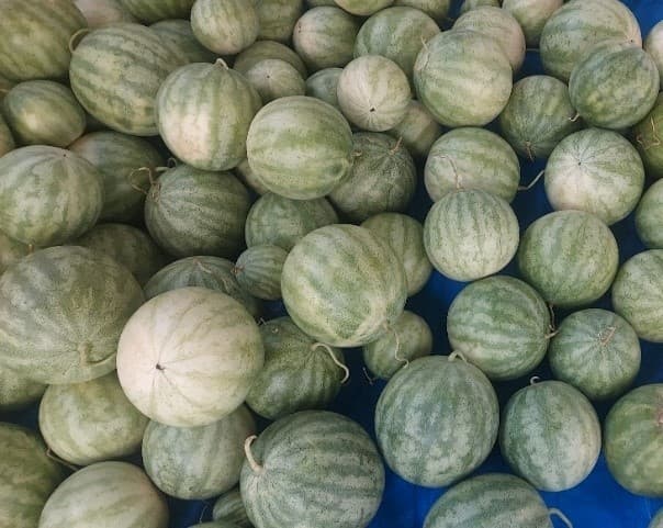 乾燥の季節に負けない肌へ、スイカの力　～皮膚のバリア機能を助け、乾燥対策に新たな可能性を示す研究成果～