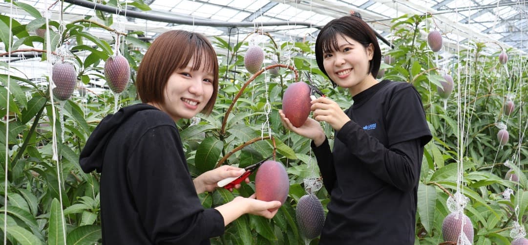 シルクのようになめらかな近大マンゴー「愛紅」　千疋屋総本店日本橋本店と伊勢丹首都圏3店舗で販売