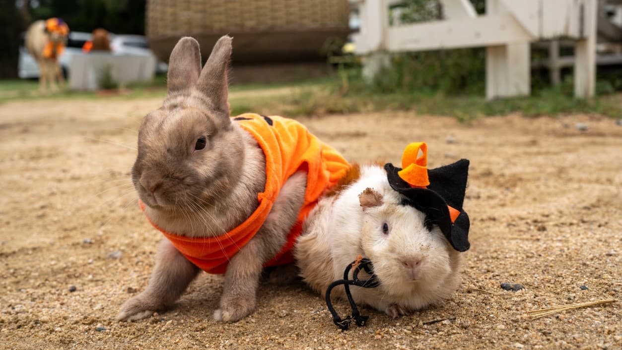 淡路島の小さな動物園「のじま動物園」 秋のイベントが盛りだくさん『秋のどうぶつえんまつり』9月・10月に開催！