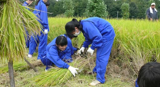 中学生が稲作実習で稲刈りを体験　地域とのつながり、感謝の気持ちを育てる総合学習