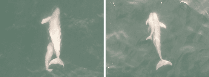 世界初！野生スナメリの子どもと非親個体の並行遊泳を確認　スナメリは従来説より高い社会性をもつ可能性を示唆