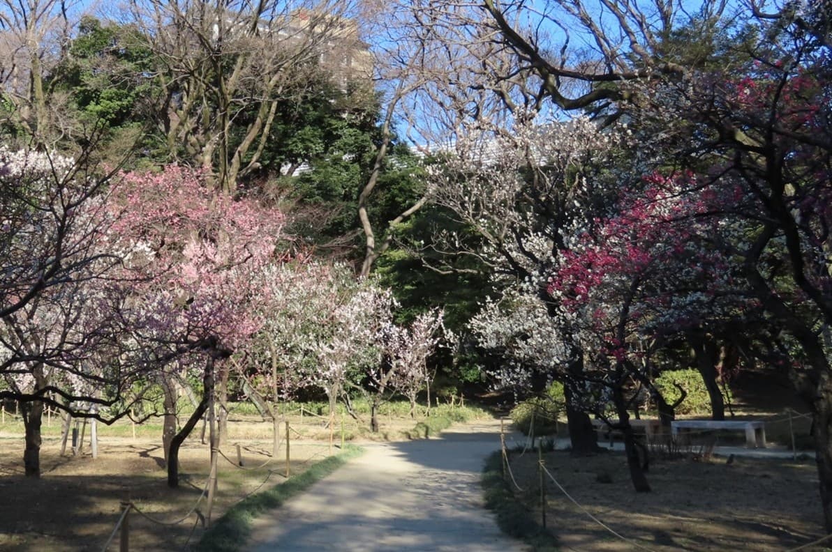 2/7（土）～3/1(日）【小石川後楽園】都立9庭園で最大級の梅の花を満喫！梅まつり「梅香る庭園へ」開催！