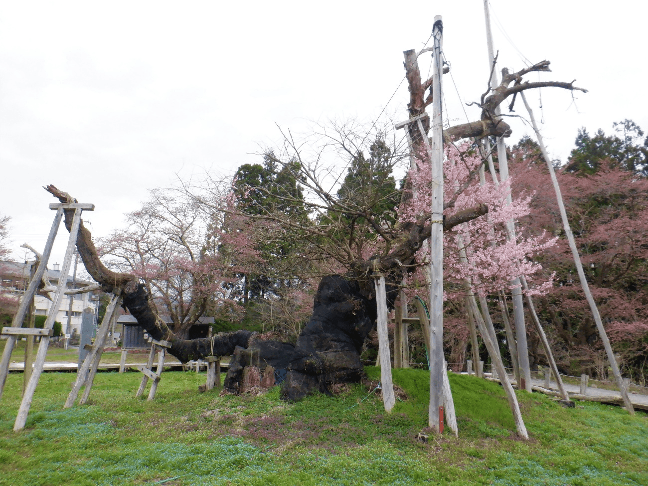 樹齢1200年を超える「伊佐沢の久保ザクラ」を守りたい！山形県長井市がクラウドファンディングに挑戦中