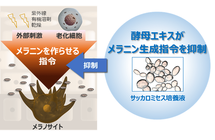 シミの引き金であるメラニン生成指令を酵母エキスが抑制 ～サッカロミセス培養液の新たな作用を発見～