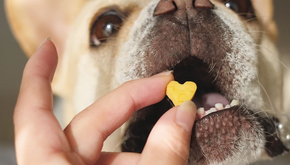 【初出店】“犬と人のギフトおやつ”〈iico〉がバーニーズ　ニューヨーク横浜店にて期間限定ストアをオープン
