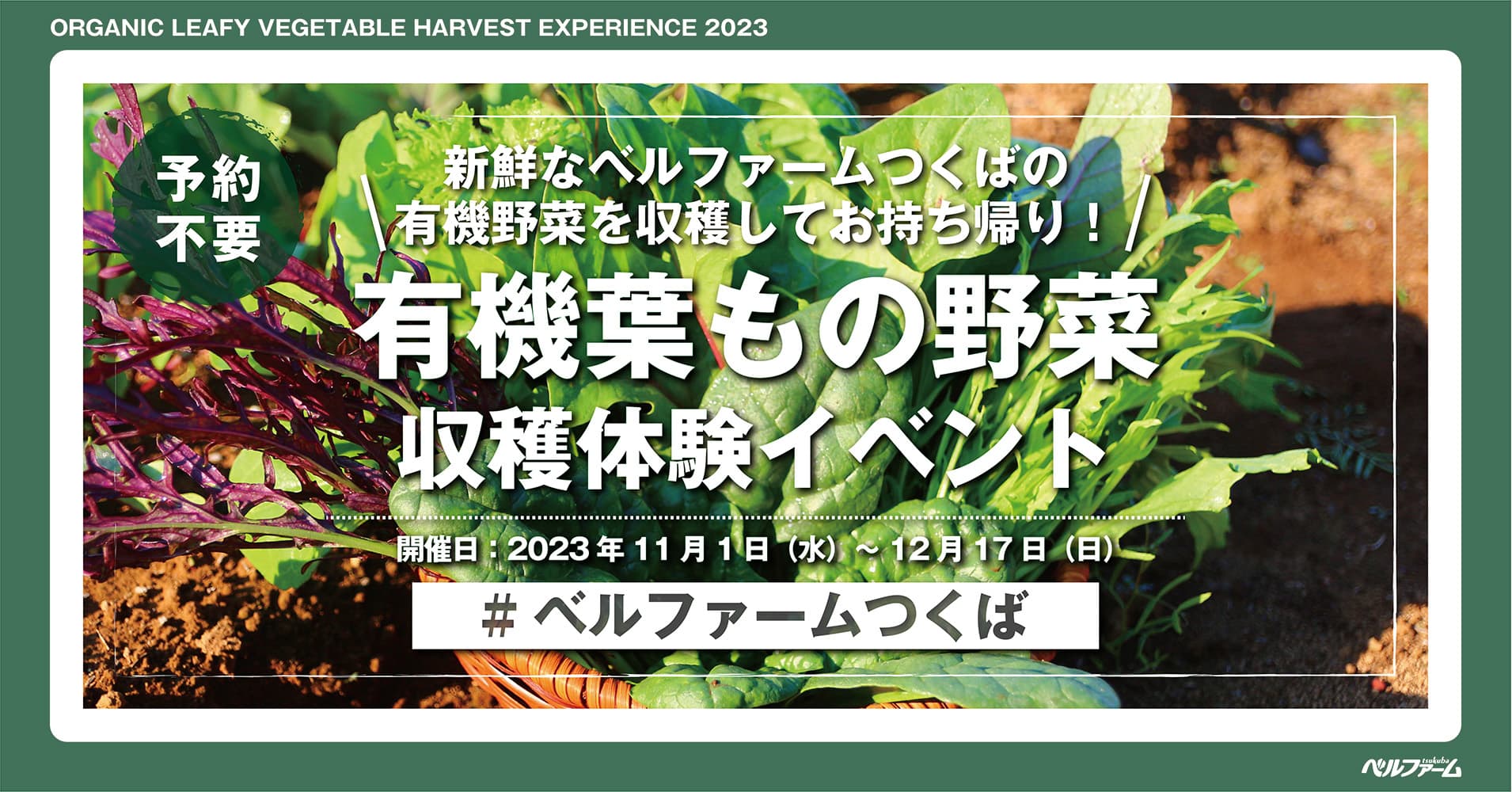 【ベルファームつくば】ベルファームの有機農場で新鮮な9種類の葉もの野菜を収穫しよう！！収穫した野菜はすべて持ち帰れる収穫体験イベント｜期間：2023年11月1日（水）～12月17日（日）