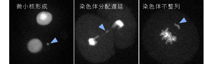 不妊治療時の排卵誘発剤投与が受精卵に悪影響を与えないことを確認　長年議論されてきた排卵誘発剤投与の可否に一石を投じる研究成果