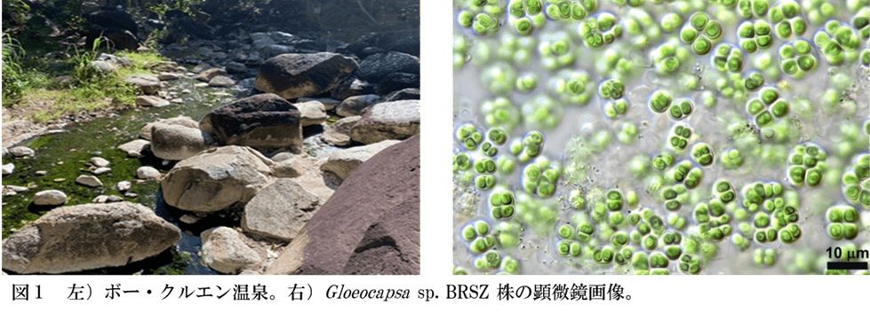 【名城大学】タイの温泉に生きるシアノバクテリアから新しい天然サンスクリーンを発見