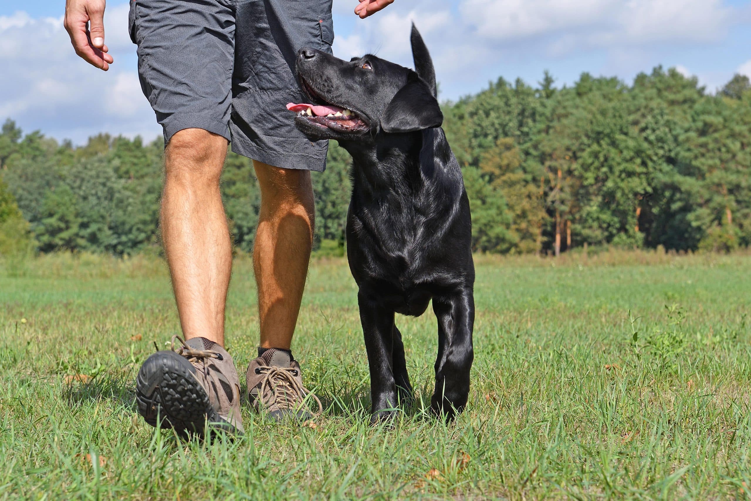 犬の食後の散歩は胃捻転・胃拡張症候群の原因！ダメな理由や空ける時間について