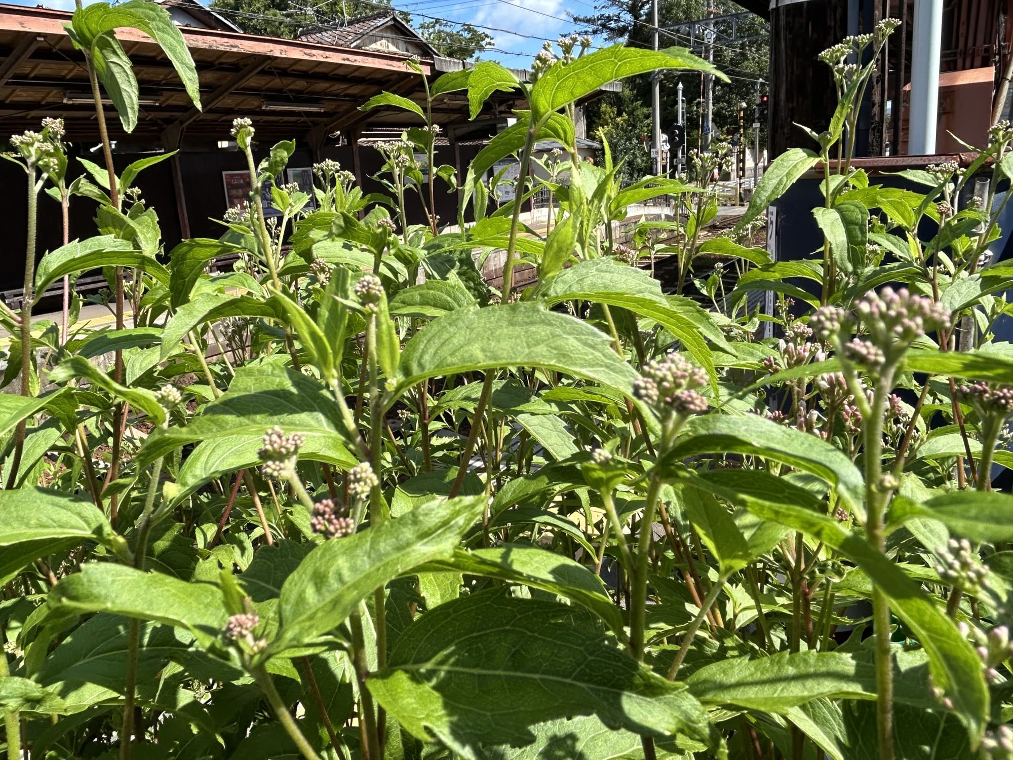 嵐電沿線フジバカマプロジェクト ～ フジバカマが開花時期を迎えます