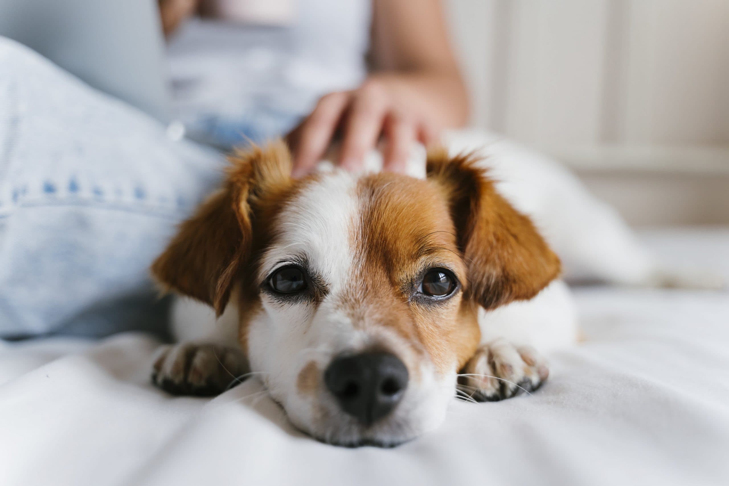 犬のお手入れって何すればいいの？