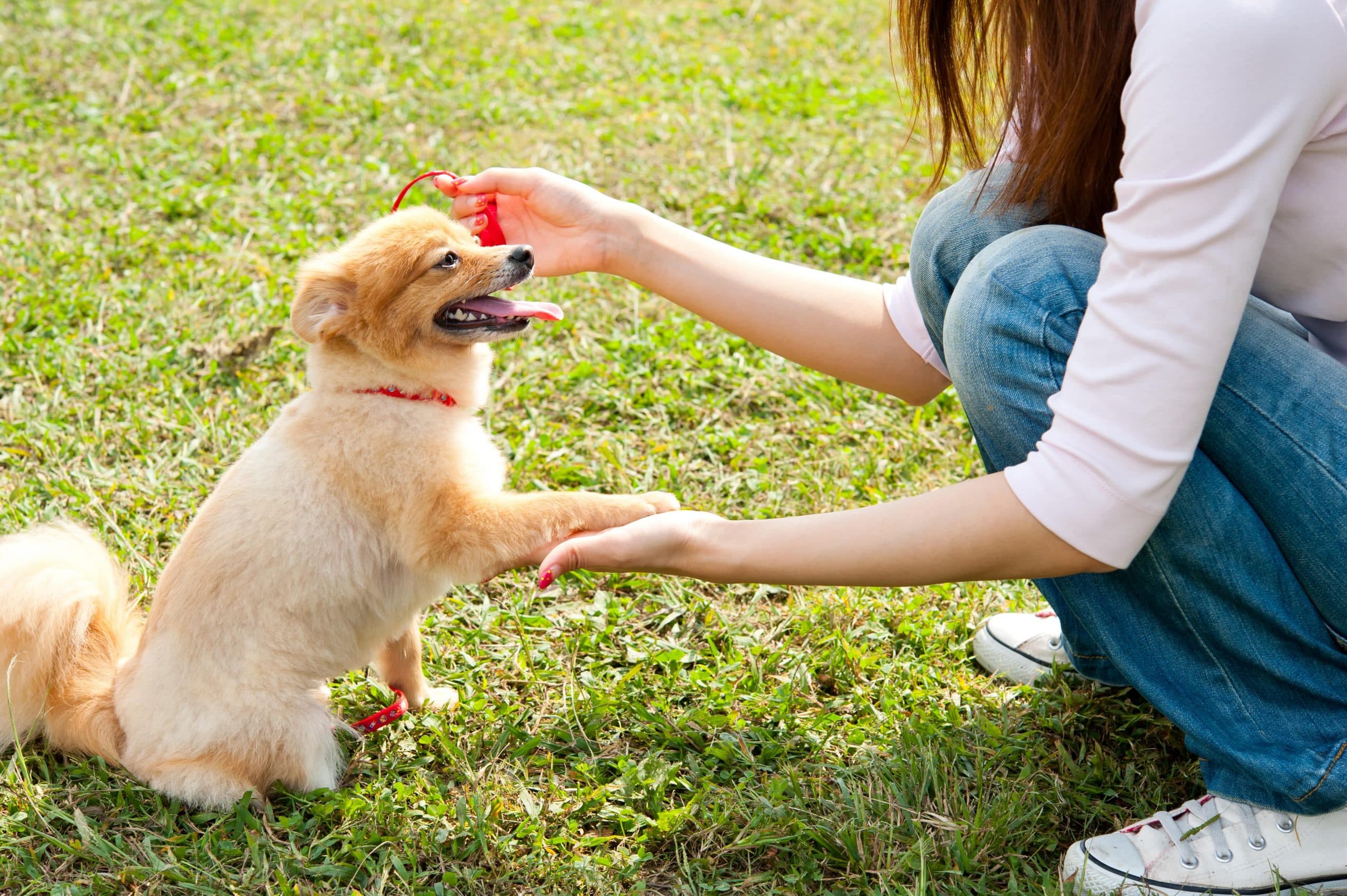 犬のしつけを言葉で行うためのポイント